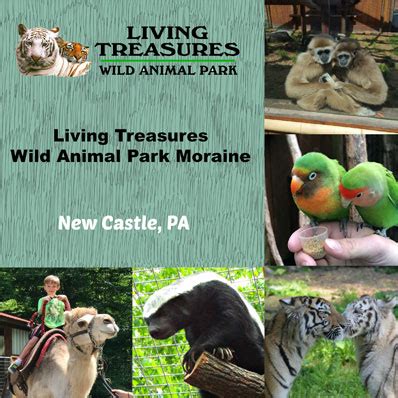 Animal treasures park - For Tom Guiher, caring for animals is a family affair. Twenty-four years in business at Living Treasures Animal Park in Donegal Township, and there's a sister park in Moraine.